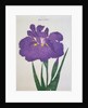 Kyo-Nishiki Book Illustration of a Purple Iris by Anonymous