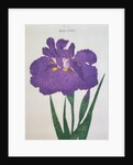 Kyo-Nishiki Book Illustration of a Purple Iris by Anonymous
