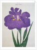 Kyo-Nishiki Book Illustration of a Purple Iris by Anonymous