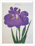 Kyo-Nishiki Book Illustration of a Purple Iris by Anonymous