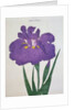 Kyo-Nishiki Book Illustration of a Purple Iris by Anonymous