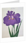 Kyo-Nishiki Book Illustration of a Purple Iris by Anonymous