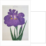 Kyo-Nishiki Book Illustration of a Purple Iris by Anonymous