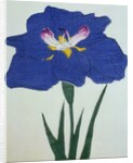 O-Sho-Kun Book Illustration of a Blue Iris by Anonymous