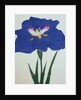 O-Sho-Kun Book Illustration of a Blue Iris by Anonymous