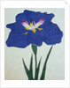 O-Sho-Kun Book Illustration of a Blue Iris by Anonymous
