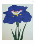 O-Sho-Kun Book Illustration of a Blue Iris by Anonymous