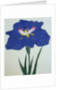 O-Sho-Kun Book Illustration of a Blue Iris by Anonymous