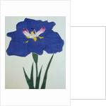 O-Sho-Kun Book Illustration of a Blue Iris by Anonymous