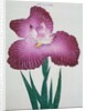 Kyo-Kanoko Book Illustration of a Dark Pink Iris by Anonymous