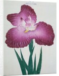 Kyo-Kanoko Book Illustration of a Dark Pink Iris by Anonymous