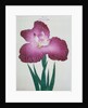 Kyo-Kanoko Book Illustration of a Dark Pink Iris by Anonymous