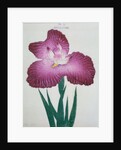 Kyo-Kanoko Book Illustration of a Dark Pink Iris by Anonymous