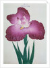 Kyo-Kanoko Book Illustration of a Dark Pink Iris by Anonymous
