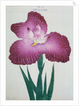 Kyo-Kanoko Book Illustration of a Dark Pink Iris by Anonymous