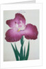 Kyo-Kanoko Book Illustration of a Dark Pink Iris by Anonymous