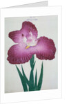 Kyo-Kanoko Book Illustration of a Dark Pink Iris by Anonymous