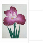 Kyo-Kanoko Book Illustration of a Dark Pink Iris by Anonymous