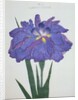 Kamiyo-No Mukashi Book Illustration of a Blue and Purple Iris by Anonymous