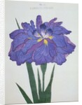 Kamiyo-No Mukashi Book Illustration of a Blue and Purple Iris by Anonymous
