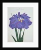 Kamiyo-No Mukashi Book Illustration of a Blue and Purple Iris by Anonymous