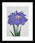 Kamiyo-No Mukashi Book Illustration of a Blue and Purple Iris by Anonymous