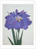 Kamiyo-No Mukashi Book Illustration of a Blue and Purple Iris by Anonymous