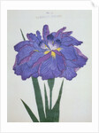 Kamiyo-No Mukashi Book Illustration of a Blue and Purple Iris by Anonymous
