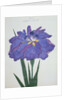 Kamiyo-No Mukashi Book Illustration of a Blue and Purple Iris by Anonymous