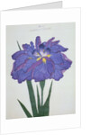 Kamiyo-No Mukashi Book Illustration of a Blue and Purple Iris by Anonymous