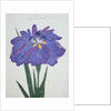 Kamiyo-No Mukashi Book Illustration of a Blue and Purple Iris by Anonymous