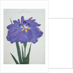 Kamiyo-No Mukashi Book Illustration of a Blue and Purple Iris by Anonymous