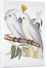 Print of Two Cockatoos by A. Dumenil