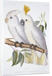 Print of Two Cockatoos by A. Dumenil
