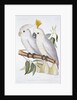 Print of Two Cockatoos by A. Dumenil