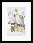 Print of Two Cockatoos by A. Dumenil