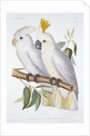 Print of Two Cockatoos by A. Dumenil