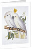 Print of Two Cockatoos by A. Dumenil