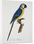 Blue and Gold Macaw by Jacques Barraband