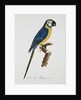 Blue and Gold Macaw by Jacques Barraband