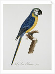 Blue and Gold Macaw by Jacques Barraband