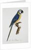 Blue and Gold Macaw by Jacques Barraband