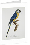 Blue and Gold Macaw by Jacques Barraband