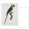 Blue and Gold Macaw by Jacques Barraband