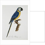 Blue and Gold Macaw by Jacques Barraband