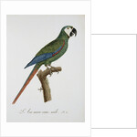 Male Blue-Winged Macaw by Jacques Barraband