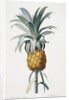Bromelia ananas by Pierre Joseph Redoute