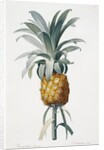 Bromelia ananas by Pierre Joseph Redoute