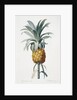 Bromelia ananas by Pierre Joseph Redoute