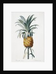 Bromelia ananas by Pierre Joseph Redoute